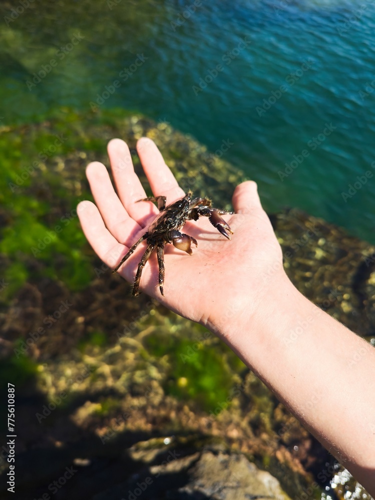 Fototapeta premium An animal crab on a man's arm. Catch of marine animals. Inhabitants of the seas and oceans.
