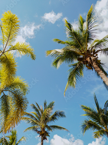 Photo coconut tree summer beach sea © taweesuk