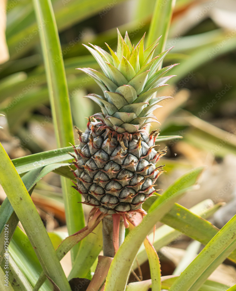 pineapple fruit on a bush.