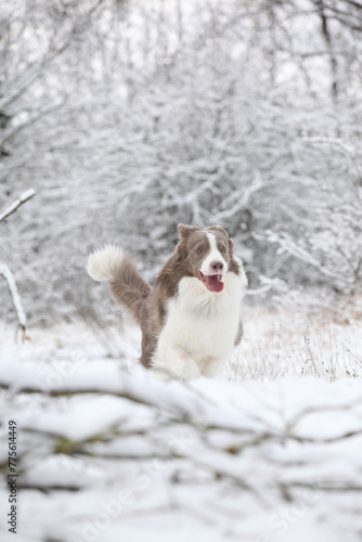 Beautiful border collie in winter © Zuzana Tillerova