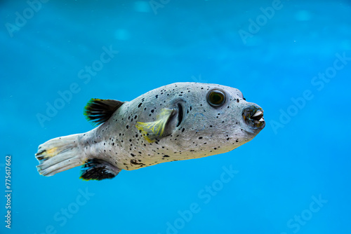 Blackspotted Puffer fish (Arothron nigropunctatus)/ Dog-faced Puffer, a tropical marine fish (family Tetraodontidae), Indo-Pacific region 