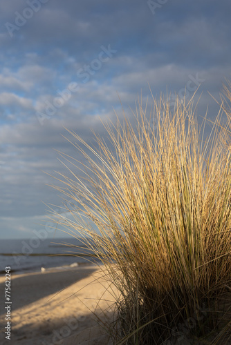 strandhafer  Schilf am Strand von Koserow auf Usedom