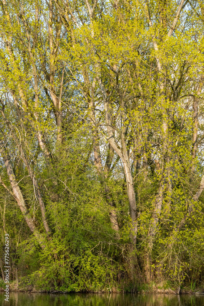 Arbres au bord d'une rivière Arbres au bord d'une rivière