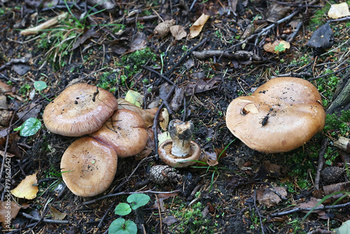 Cortinarius balteatocumatilis, a webcap mushroom from Finland, no common English name photo