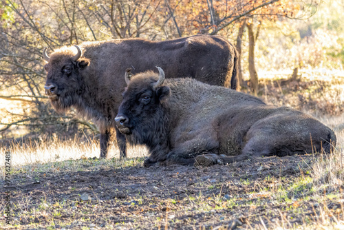 European Bison reintroduced on the Balkans photo