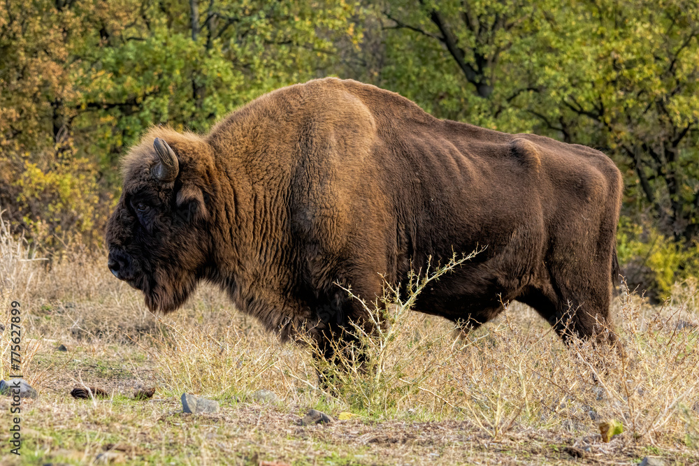 European Bison reintroduced on the Balkans European Bison reintroduced on the Balkans