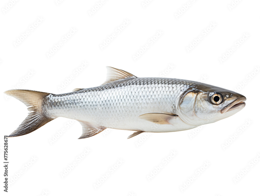 Mullet isolated on transparent background, PNG available