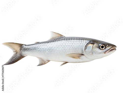 Mullet isolated on transparent background, PNG available
