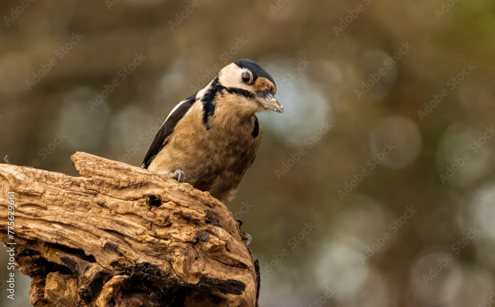 Fototapeta premium Great Spotted Woodpecker on branch