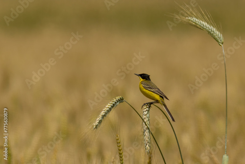 Yellow Wagtail (Motacilla flava) sitting on wheat plant © georgigerdzhikov
