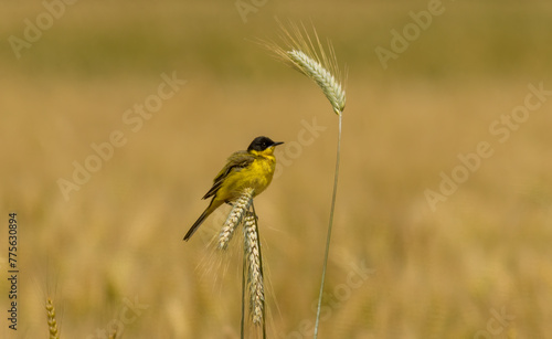 Yellow Wagtail (Motacilla flava) sitting on wheat plant