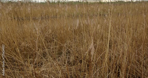 looking through the reeds with the river Ant in background at Ludham Bridge photo