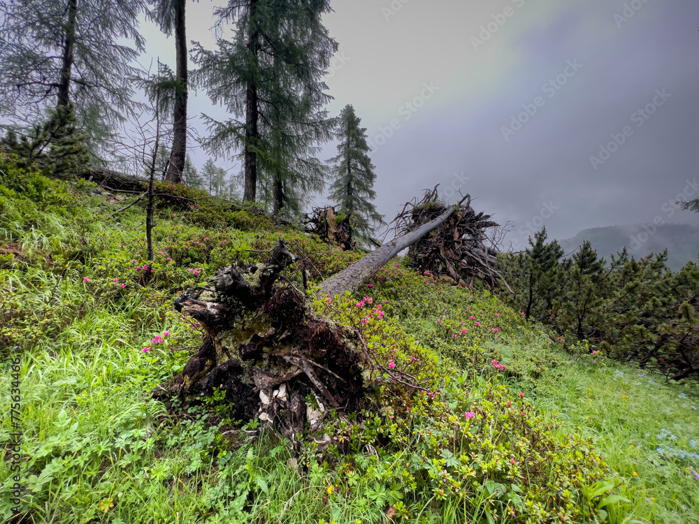 Bavarian nature with a fallen tree after the storm