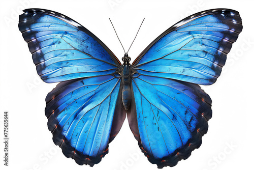 Blue black Butterfly isolated on white background