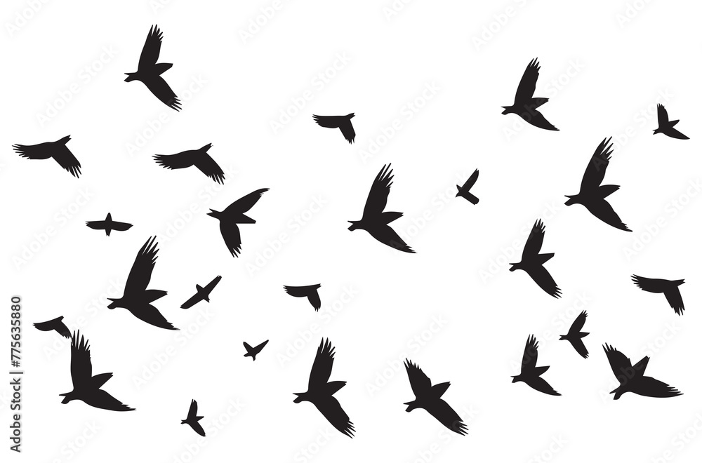 Birds set black silhouette isolated vector