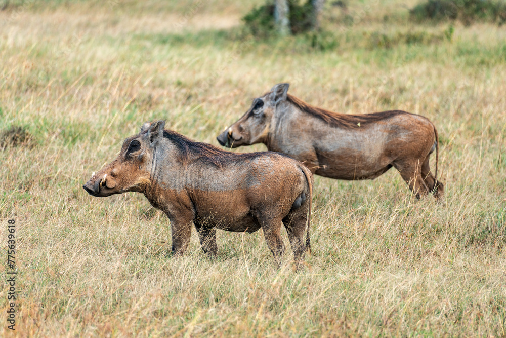 Fototapeta premium Wild African wild boars on more. Two young warthogs grazing