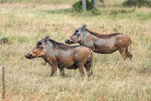 Wild African wild boars on more. Two young warthogs grazing