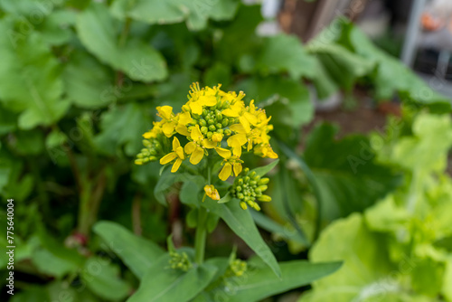 菜の花