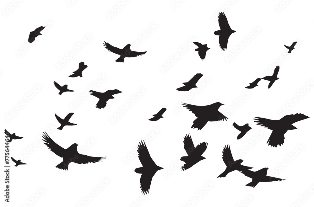 silhouette of birds silhouette of birds