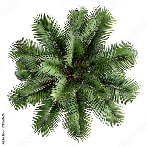 Aerial view of a palm tree against isolated on a Transparent Background. Generative AI