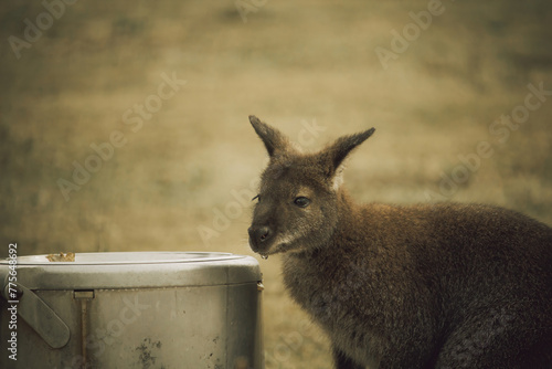 Red-necked wallaby just had a drink of water