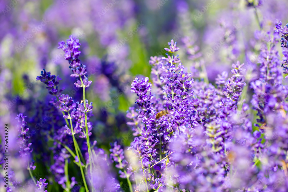 Spring lavender flowers under sunlight. Lilac flowers close up. Beautiful landscape of nature with a panoramic view. Hi spring. long banner Spring lavender flowers under sunlight. Lilac flowers close up. Beautiful landscape of nature with a panoramic view. Hi spring. long banner