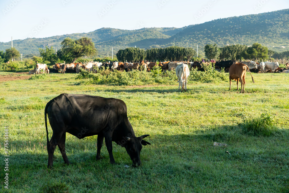 herd of cows grazing on green grass in a traditional Maasai village in East Africa. Cattle breeding in the village. herd of cows grazing on green grass in a traditional Maasai village in East Africa. Cattle breeding in the village.