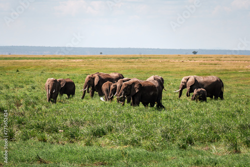 African Elephants walking away in a single file line over a dry lake bed in Amboseli National Park in Kenya.