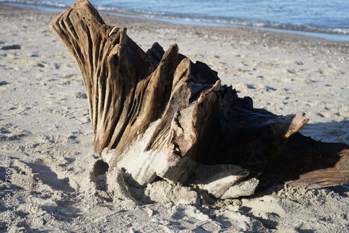Grosser Baumstumpf am Strand an der Ostsee