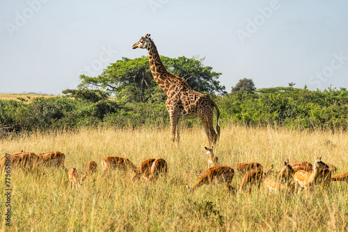 female Masai giraffe and impala in Nyerere National Park Selous Game Reserve in southern Tanzania. The Masai giraffe is listed as endangered by IUCN. photo