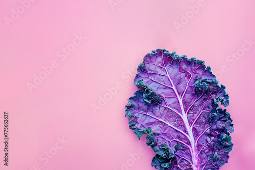 feuille violette et vert foncé, d'un chou kale, sur un fond rose avec espace négatif copy space pour texte