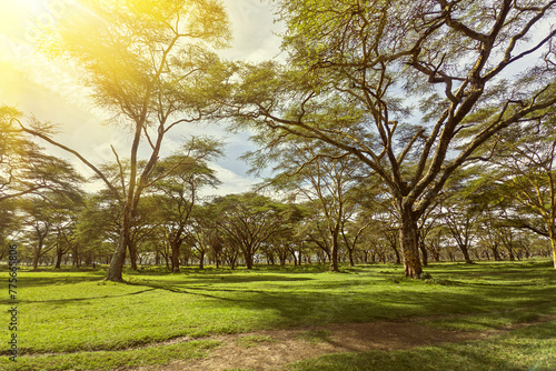 Acacia trees and beautiful African savanna landscape at Ngorongoro Park  Tanzania