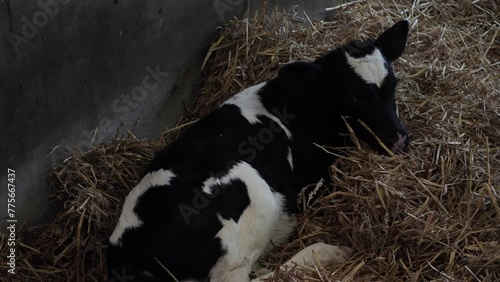 One week old calf lying on straw in a barn photo