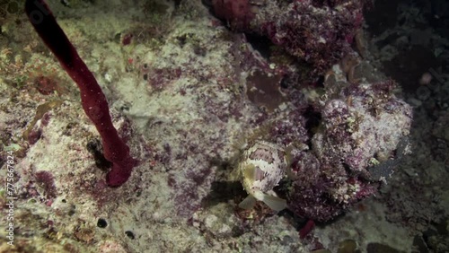Balloonfish flapping a Red Tubular Sponge in the Caribbean Sea as is being pulled by the underwater current photo