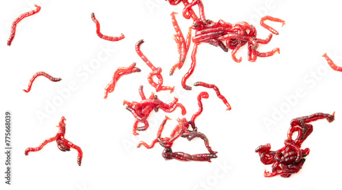 Red bloodworms isolated on white background © schankz