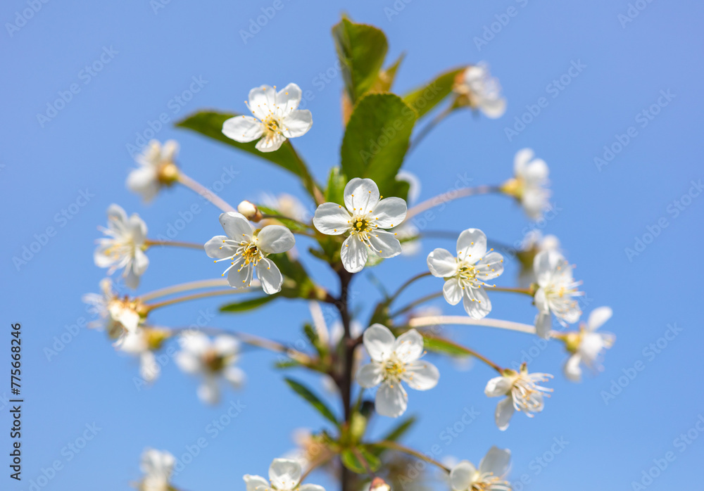 Flowers on a cherry fruit tree against a blue sky in spring. Close-up Flowers on a cherry fruit tree against a blue sky in spring. Close-up