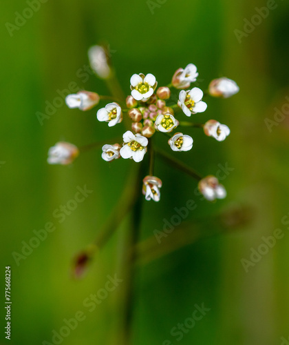 Small white flowers on herbaceous plants in spring. Close-up © schankz