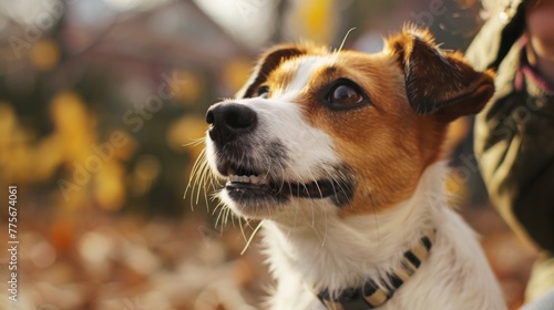 Brown and White Dog Standing Next to Person