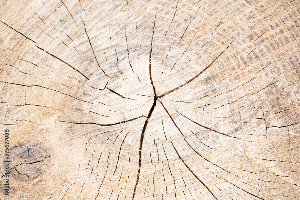 Fototapeta premium wood texture on a cut