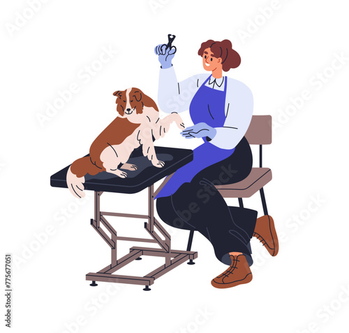 Dog grooming salon. Groomer doing claw cut, nail trim with clips, scissors. D...