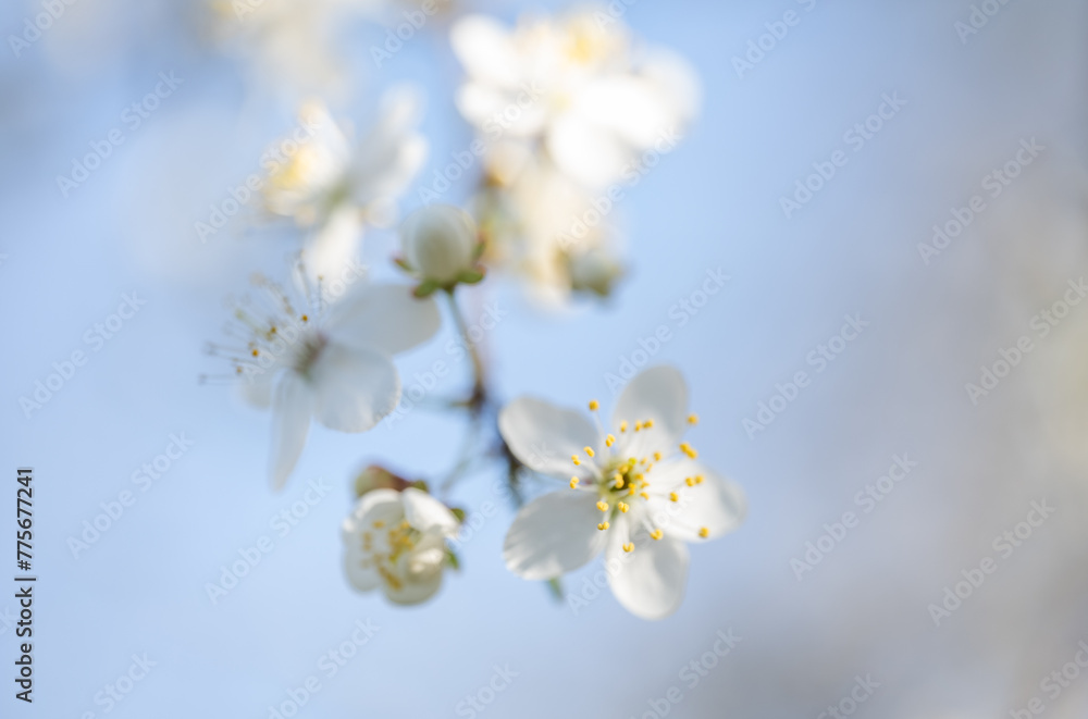 blossoming tree branches