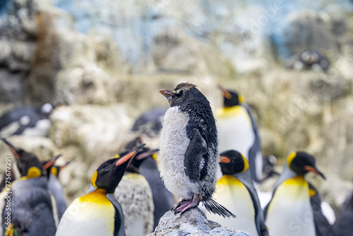king penguins photo