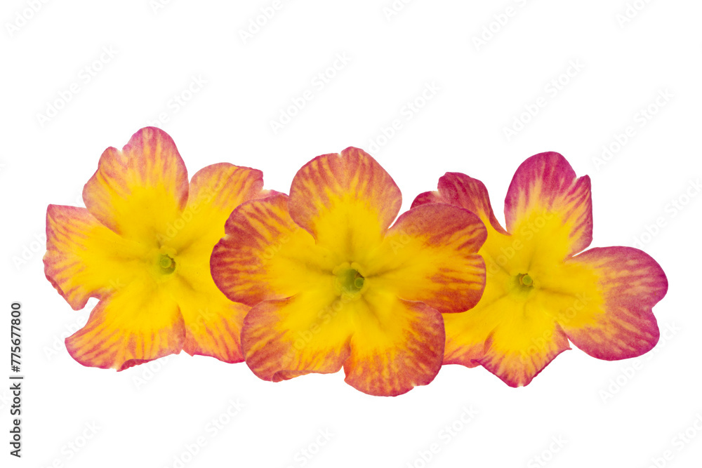 yellow red primrose isolated