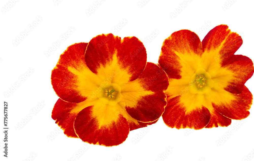 yellow red primrose isolated yellow red primrose isolated