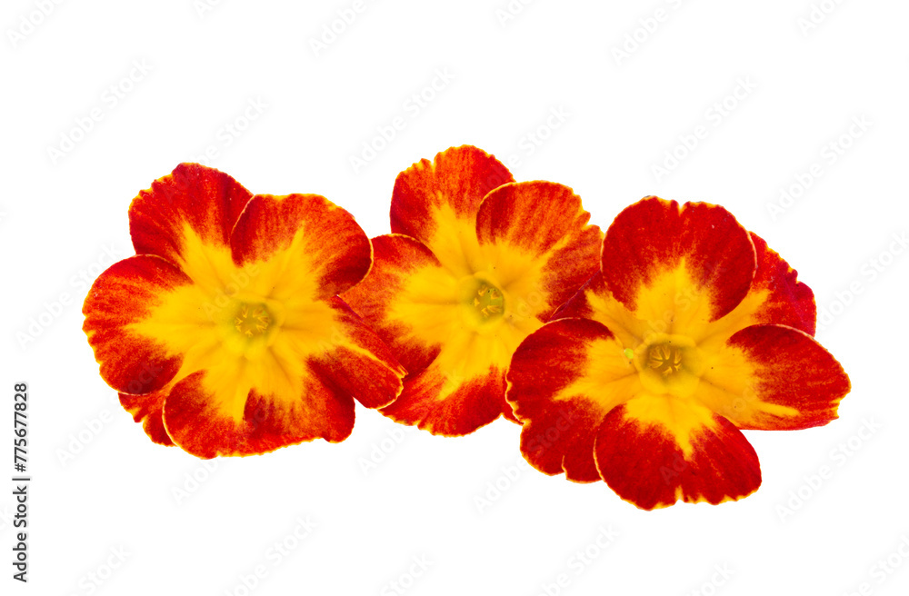 Fototapeta premium yellow red primrose isolated