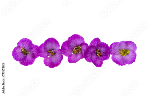 lobularia flowers isolated photo