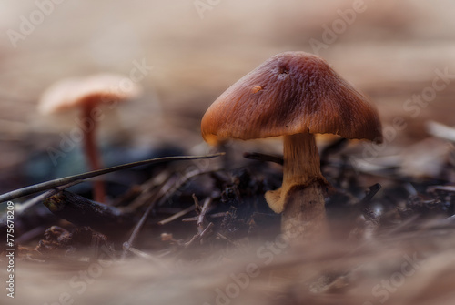 Brown-colored mushroom of the Cystoderma species on the floor of a pine forest with selective focus to the foreground and blurred background photo