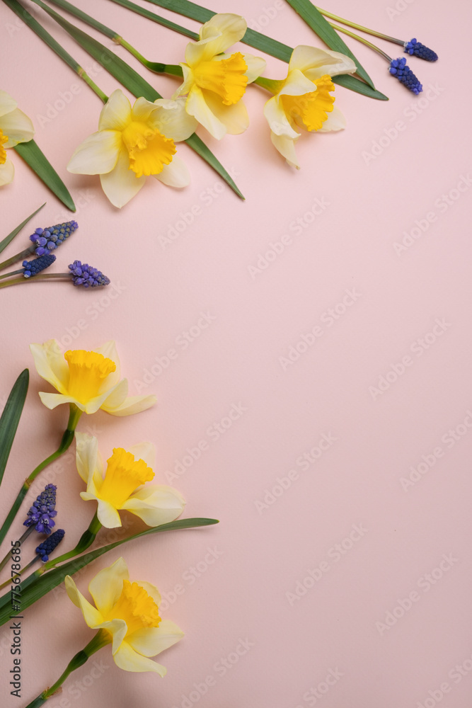 Spring flowers banner flat lay frame composition on colored background with copy space. Daffodils and muscari flowers top view. Space for text.