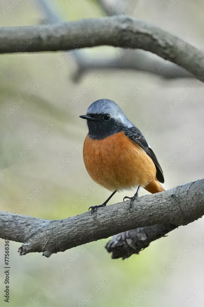 daurian redstart in a forest daurian redstart in a forest