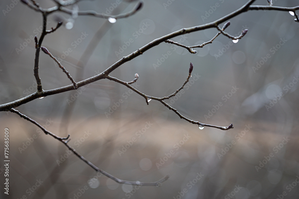 Beautiful tree branches during springtime in Gauja National Park, Latvia. Natural spring scenery of Northern Europe Beautiful tree branches during springtime in Gauja National Park, Latvia. Natural spring scenery of Northern Europe